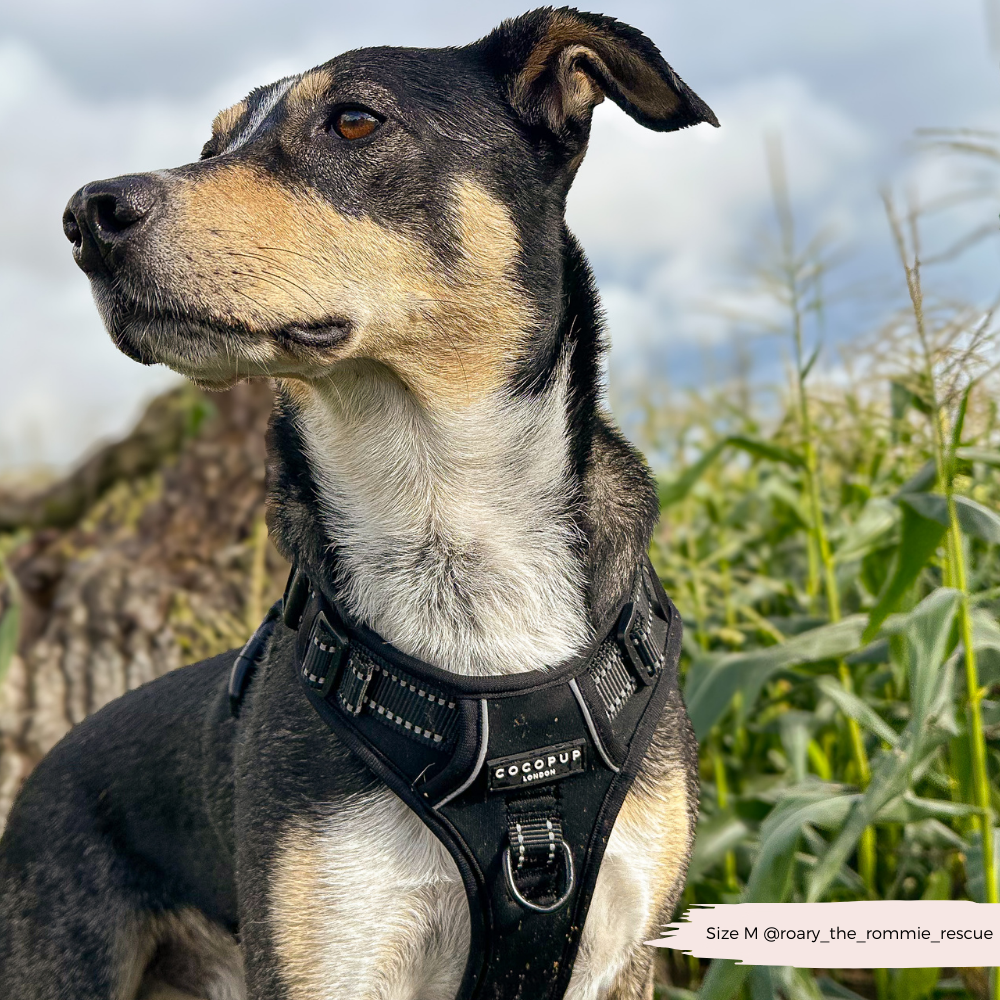 Cocopup London - Wholesale Pet Harness - Dog - Explore Harness - NAKD Liquorice8