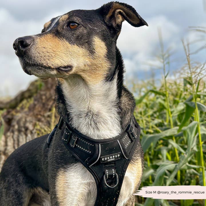 Cocopup London - Wholesale Pet Harness - Dog - Explore Harness - NAKD Liquorice8