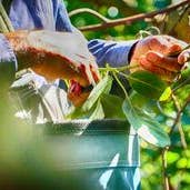 Avocado Tea Co. - Vente Thés santé/détox - Coffret de Mélange de Thé Citron et Feuille d'Avocat8