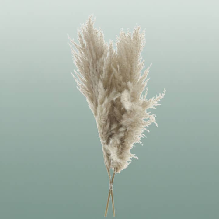 Dried Cortaderia Luxe Fluffy Cloud for wholesale by All Occasions Wholesale