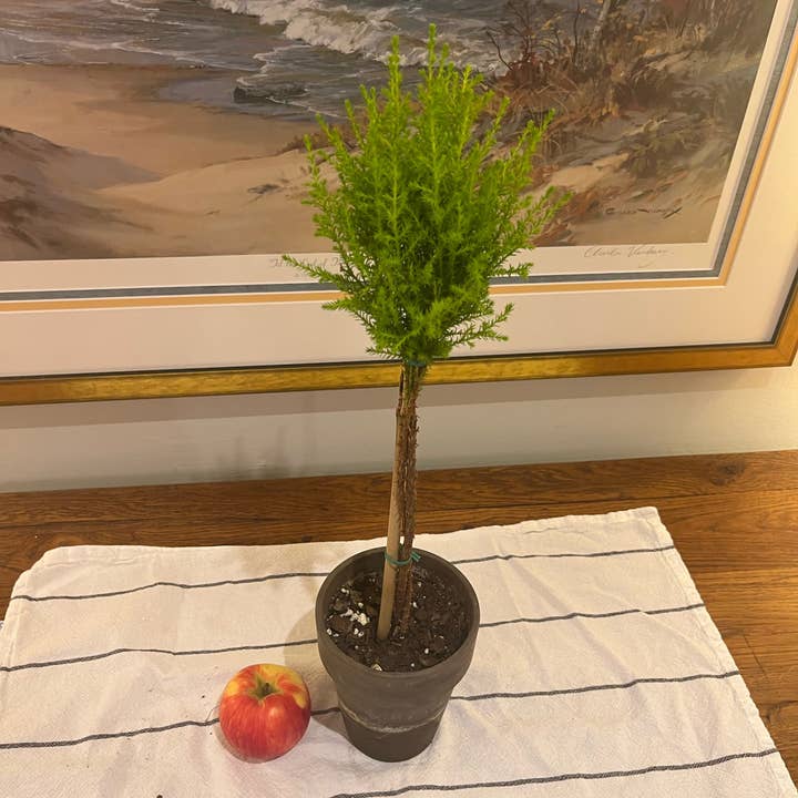 Live Lemon Cypress Topiary in 5 inch pot and other Purchase Wholesale drogist. Free Returns & Net 60 Terms on Faire trending on Faire.