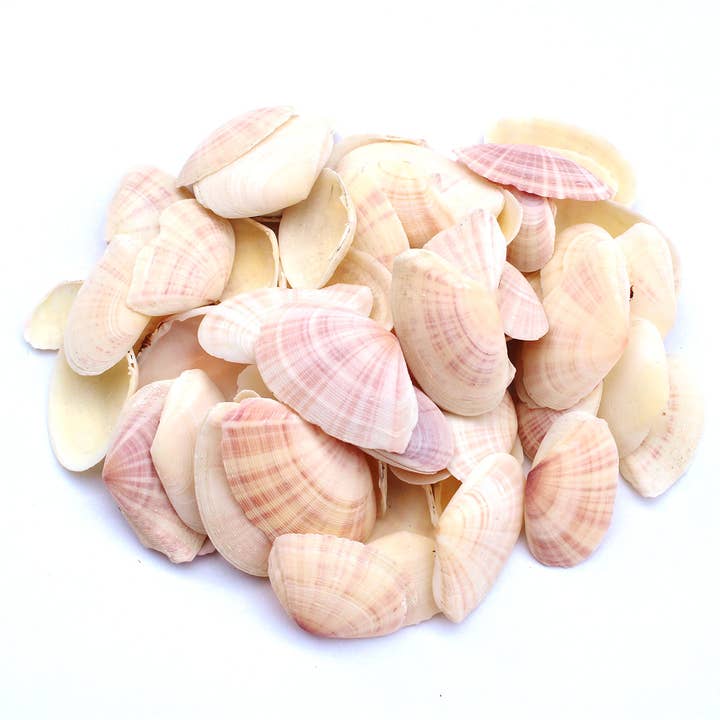 Tellina Unpaired Seashells - 1 LB Bulk - 1-2" for wholesale by California Seashell Company