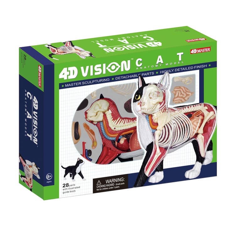 4D Cat Anatomy for wholesale by Hansen Game Gift & Toy Company