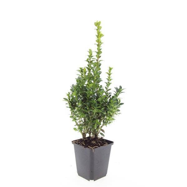 Buxus Sempervirens Häckväxter 48 växter – Ständigt grön buxbom – 10–25 cm höjd – Ø9 cm kruka – Storpack för täta häckar formklippning & trädgårdsdesign för wholesale av Oasis of Life