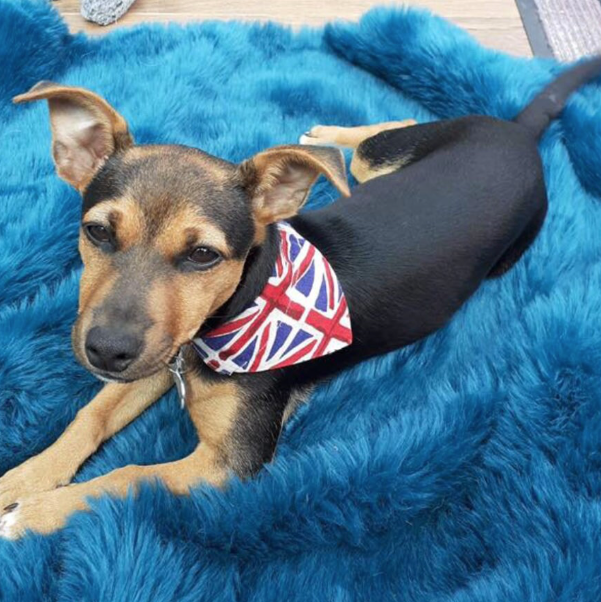 Storms Style - Wholesale Pet Bandana - Dog - Union Flag Pet Bandanas - Dog Cat6