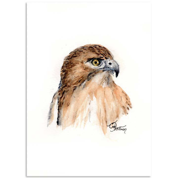 Rotschwanz-Hawk für den Großhandel von Moonlight & Grace