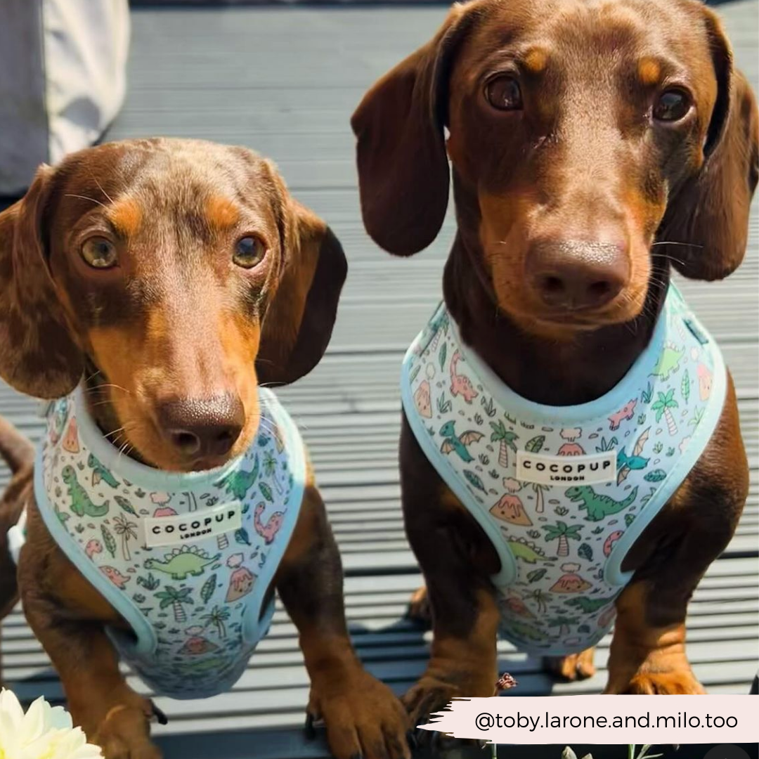 Cocopup London - Venta al por mayor Arnés - Perros - Arnés ajustable para cuello Dinopaws24