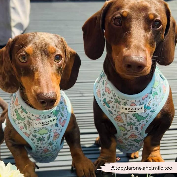 Cocopup London - Venta al por mayor Arnés - Perros - Arnés ajustable para cuello Dinopaws24