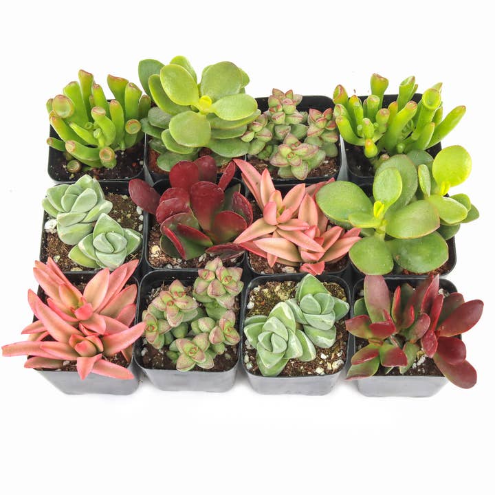 Mountain Crest Gardens - Wholesale Succulent - Crassula & Jade 12-Pack (6 Varieties, 2in Pots)