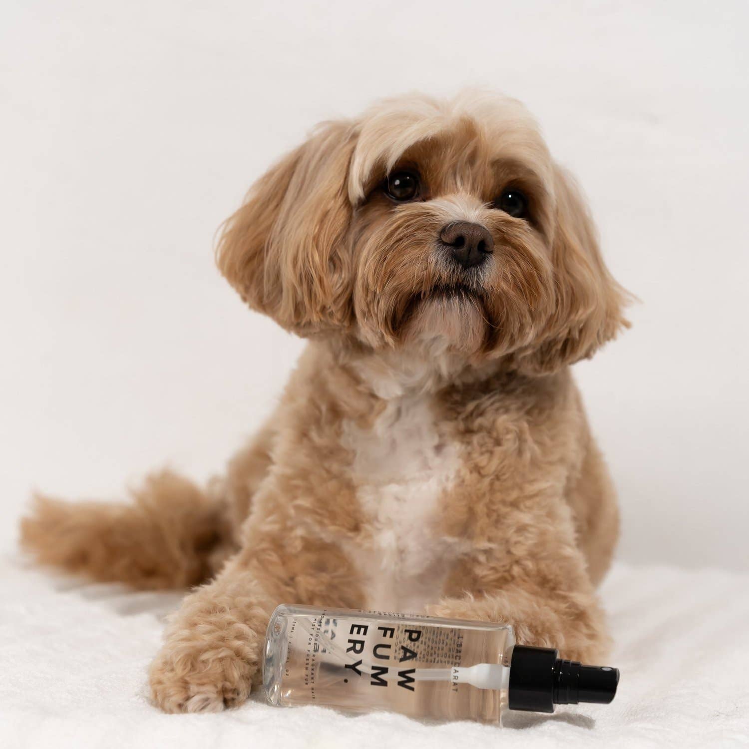 PAWFUMERY - Wholesale Pet deodorising spray - L'Baccarat Pawfum Spray1