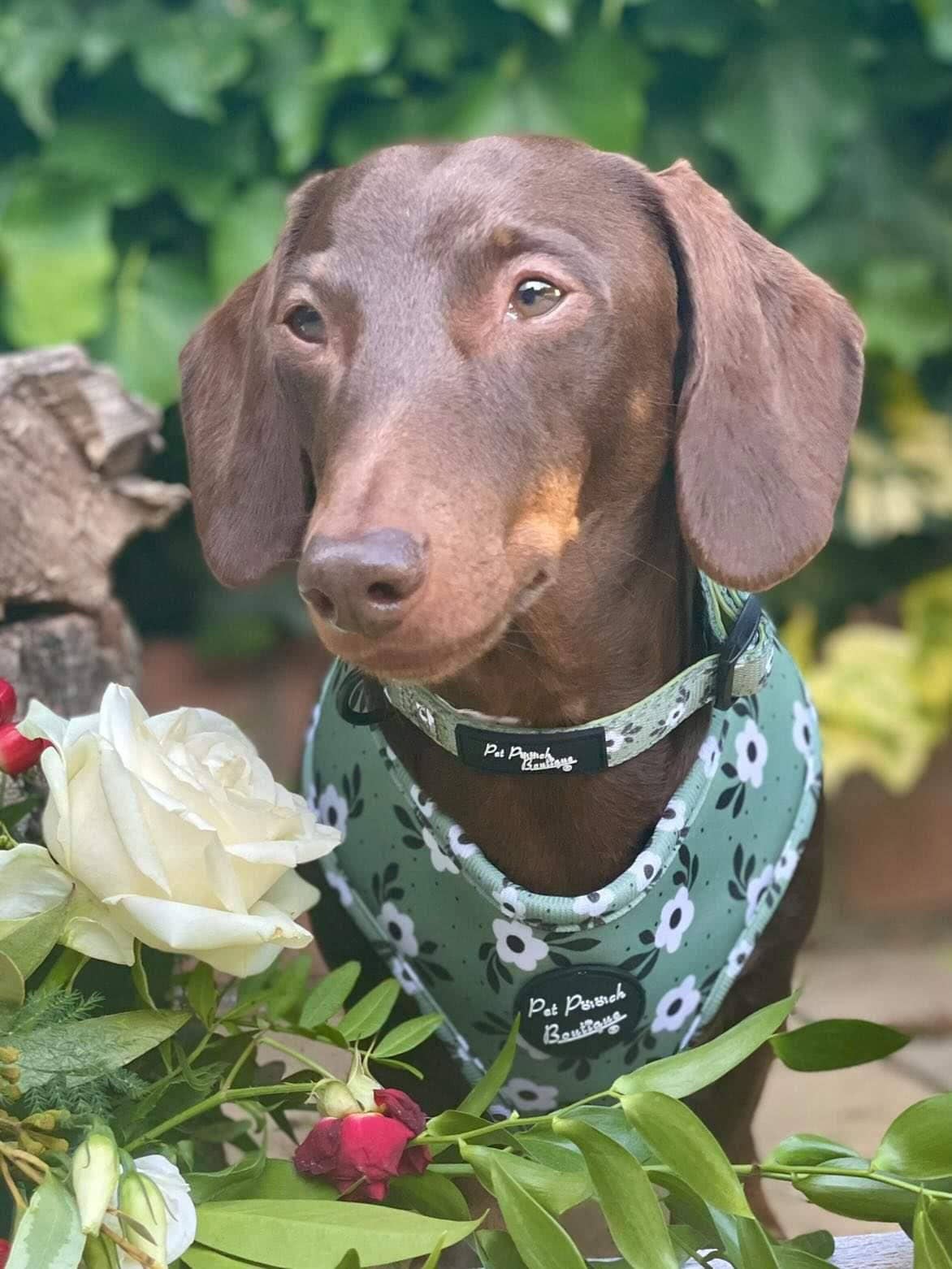 Pet Pooch Boutique – Arnês – Cão por atacado – Arnês Cão Green Meadow Daisy com Acessórios (floral)7