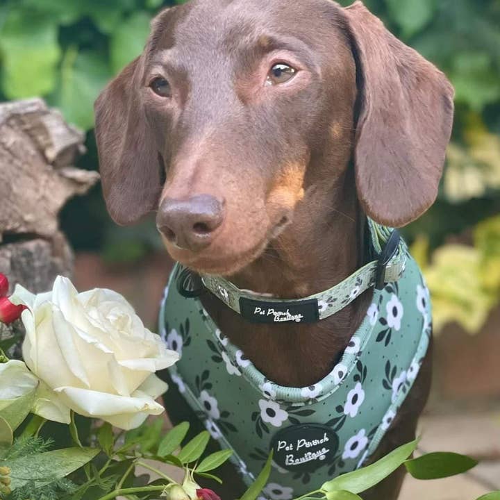 Pet Pooch Boutique – Arnês – Cão por atacado – Arnês Cão Green Meadow Daisy com Acessórios (floral)7