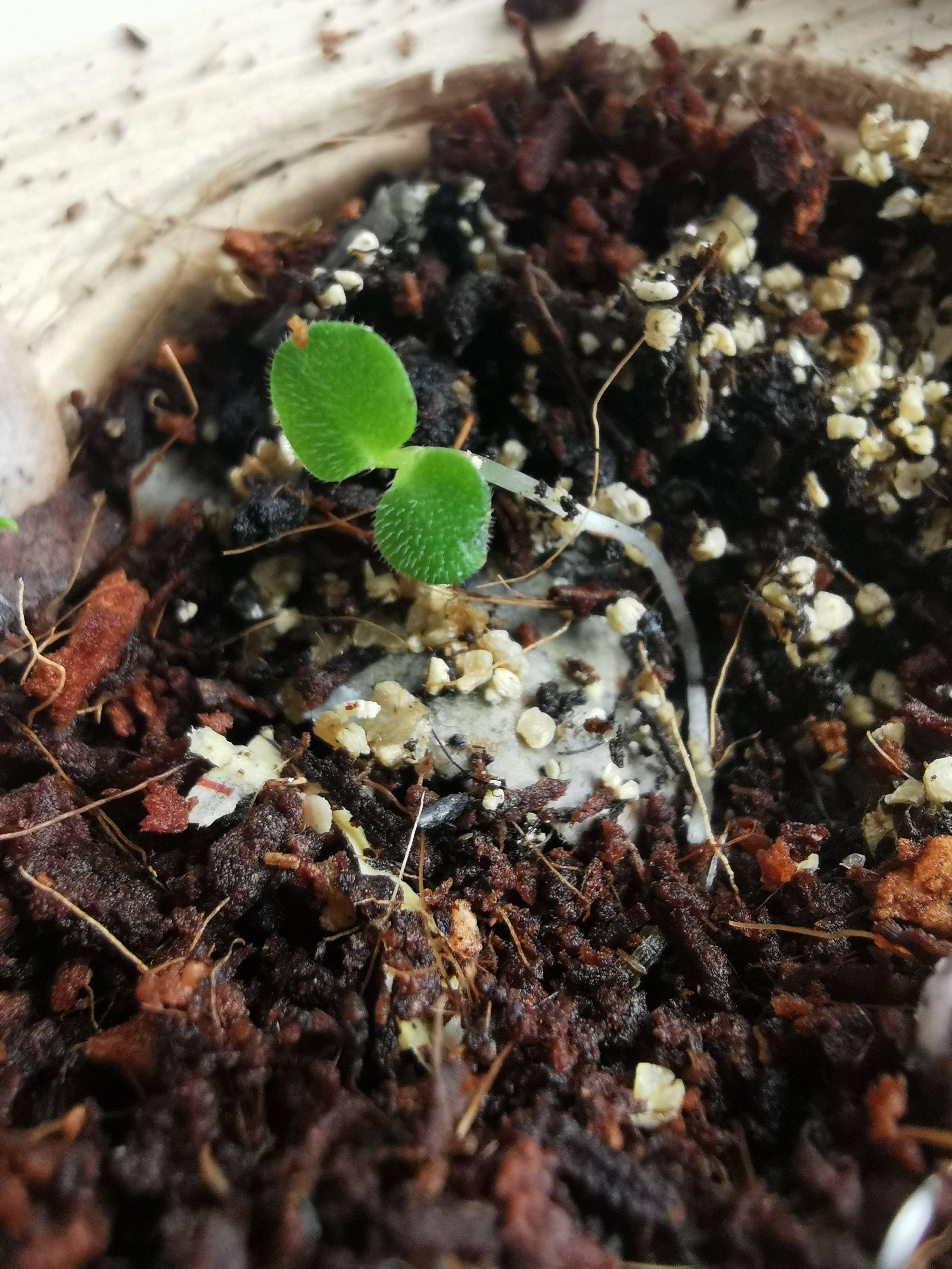 Rippotai - Wholesale Pencil - Semi-paper pencil, write, temper and sow!10