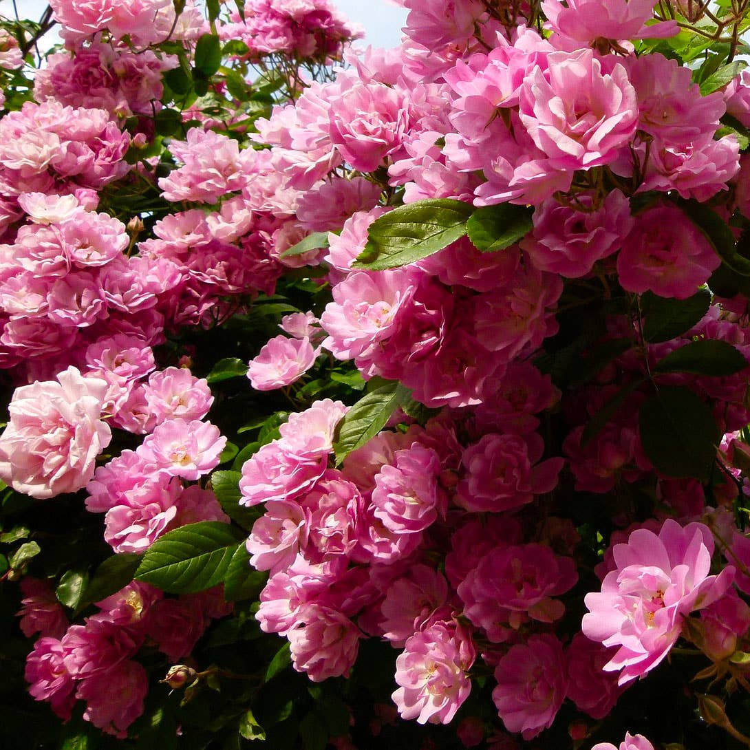 Savonnable - Venta al por mayor Agua/bruma facial y corporal - Bruma facial refrescante de agua de rosa damascena1