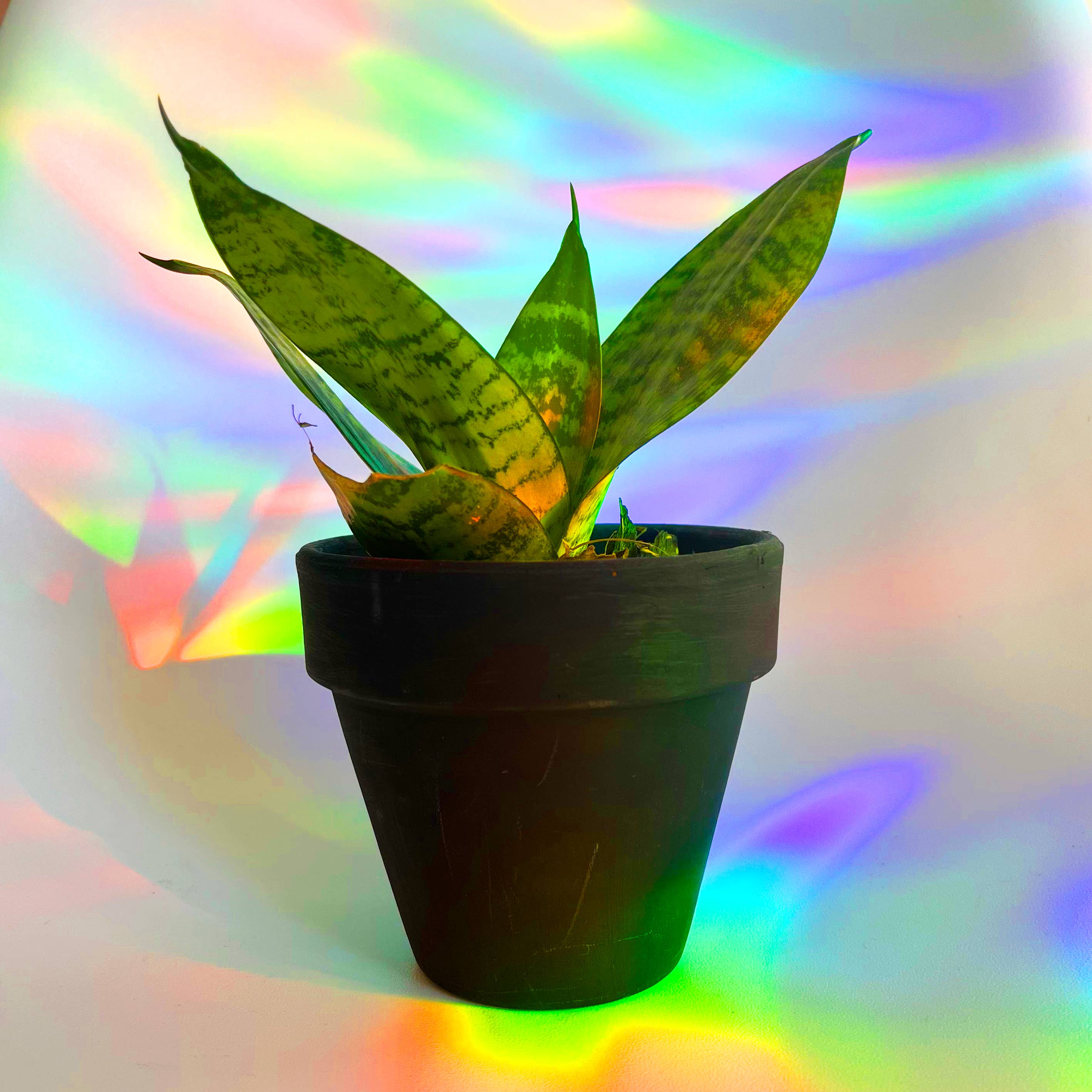 Boss Dotty Paper Co. - Wholesale Sticker - Moon Phases Rainbow Suncatcher Sticker3