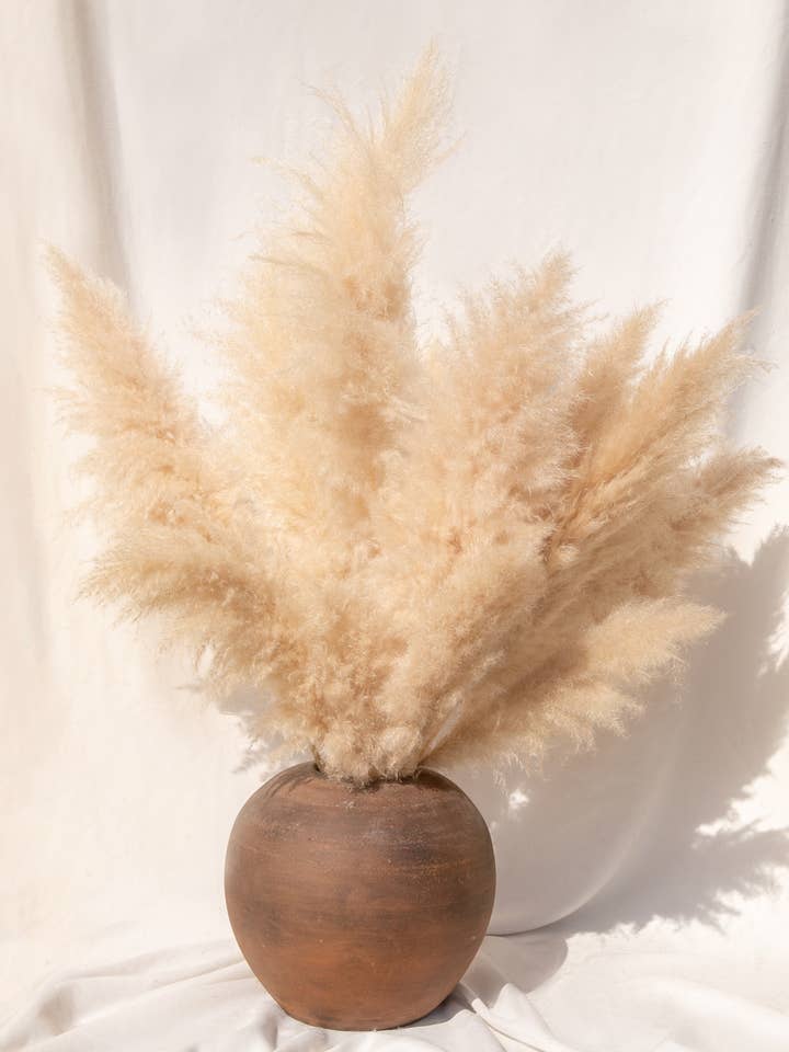 Erba di pampa naturale essiccata e soffice (Colore Naturale) taglia L per la vendita all'ingrosso da parte di My pampa blooming