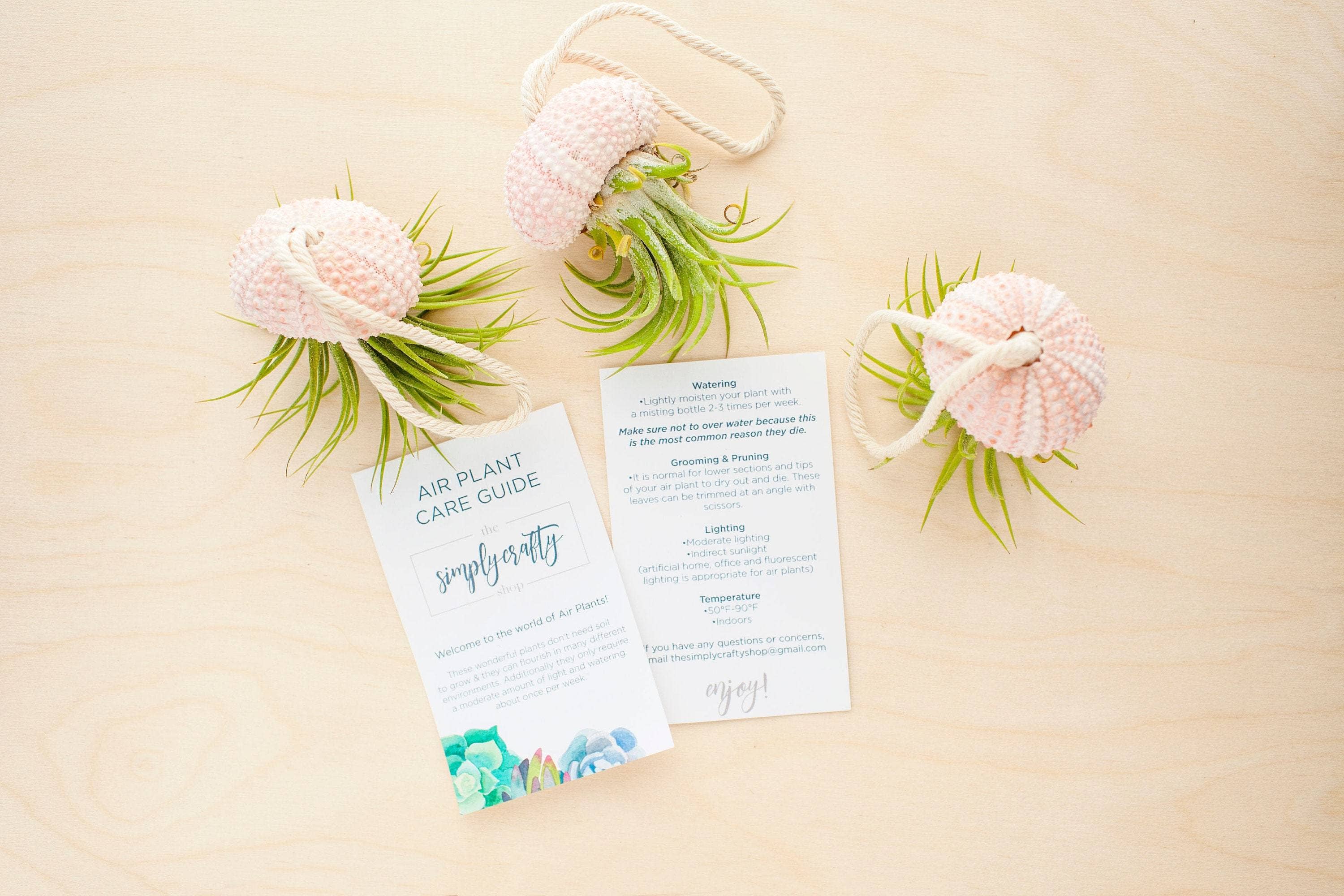 The Simply Crafty Shop - Wholesale Live Plant - Air Plant Jelly Fish on Rope8