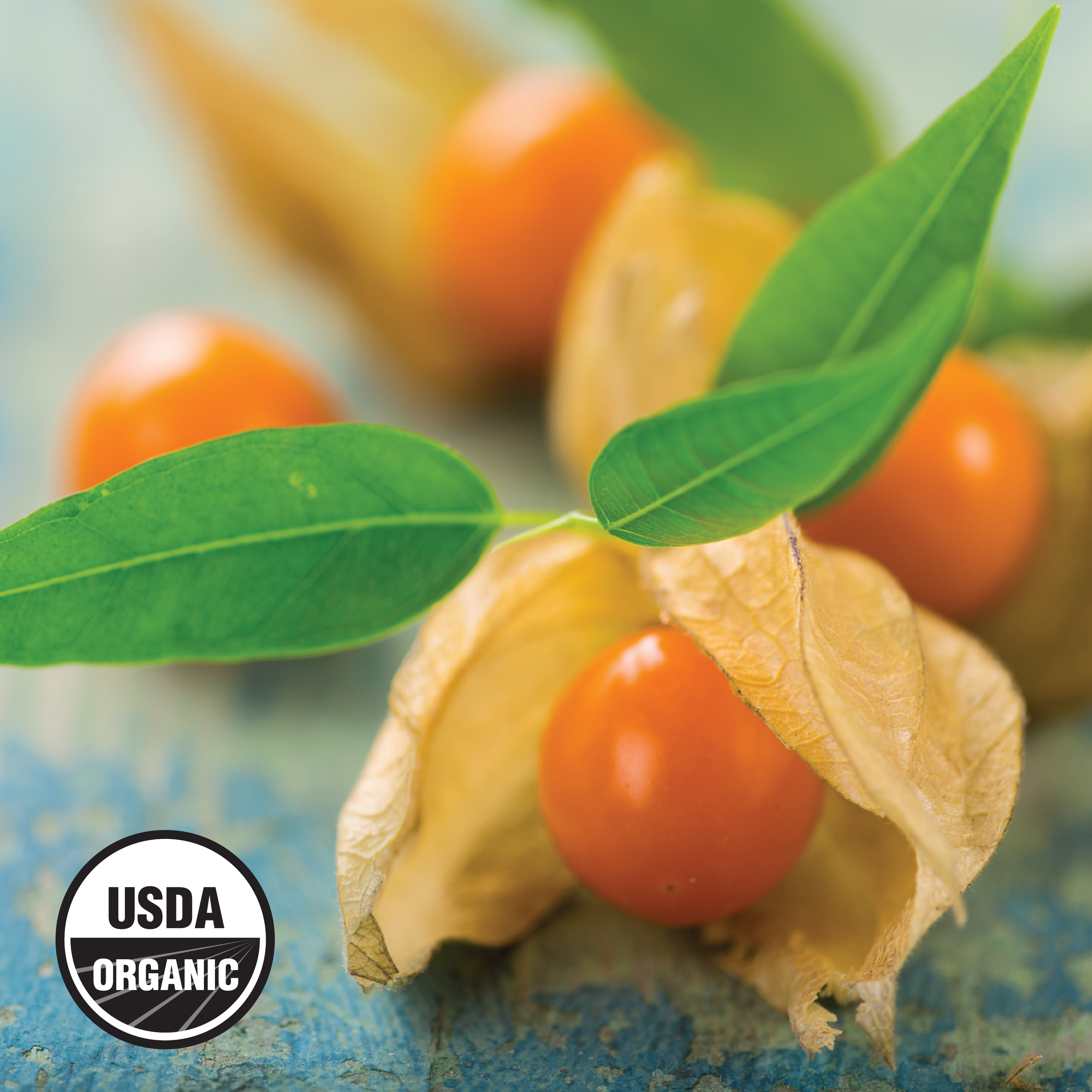 Wilderness Poets - Wholesale Dried/Dehydrated Fruit - Organic Incan Berries7