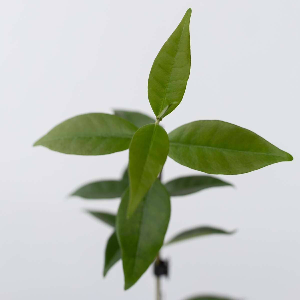 Oasis of Life - Wholesale Live Plant - Star Jasmine – 3 Plants – Trachelospermum jasminoides – Height 25–40cm – Ø9cm – Evergreen Climbing Plant with Fragrant White Flowers – Hardy & Easy to Care for – For Garden, Terrace & Balcony4