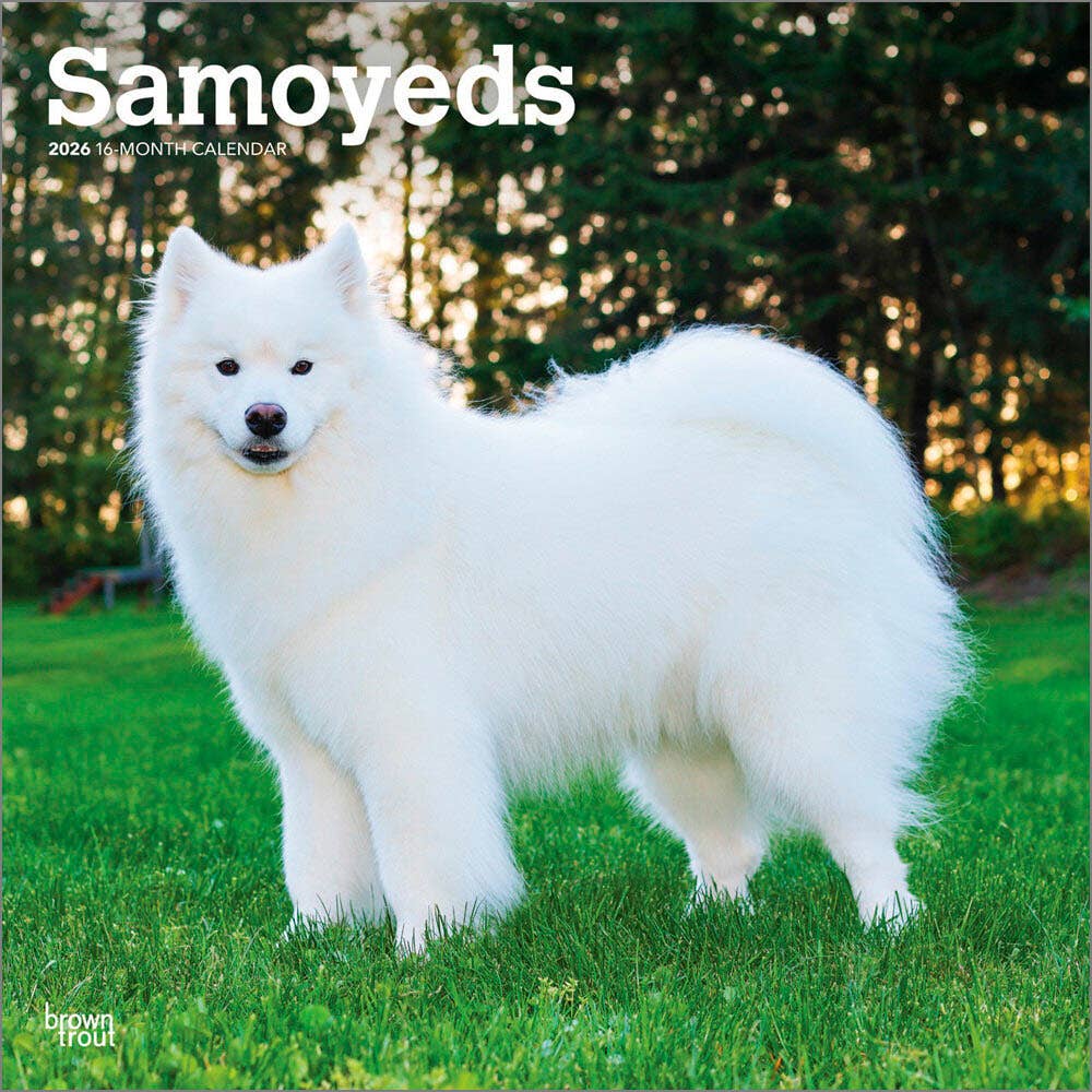 BrownTrout Publishers - Wholesale Calendar - Samoyeds | 2026 12 x 24 Inch (Hanging) Monthly Square Wall Calendar | Plastic-Free | BrownTrout | Animals Dog Breeds0