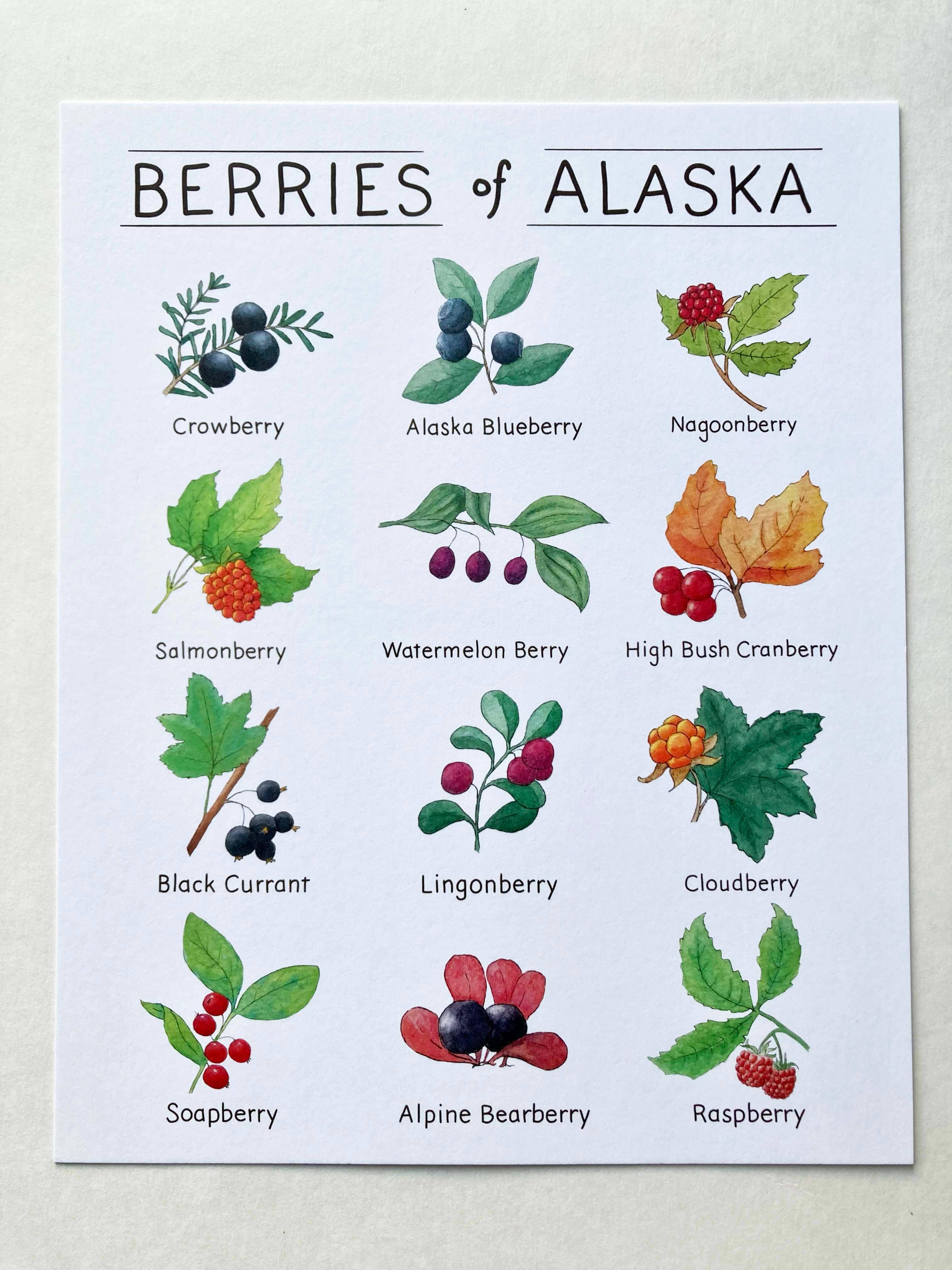 Tiny Nest Studio - Vente Affiche d'art - Impression artistique sur les baies d'Alaska5