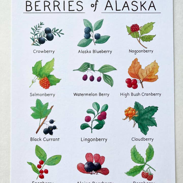 Tiny Nest Studio - Venta al por mayor Ilustración - Lámina artística Berries of Alaska5