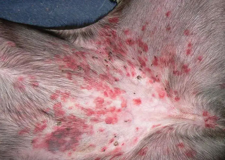 Beratungs & Vertriebsagentur Schmidt – wholesale Kosttillskott för husdjur - Hund – Anti svamp kvalster hund10