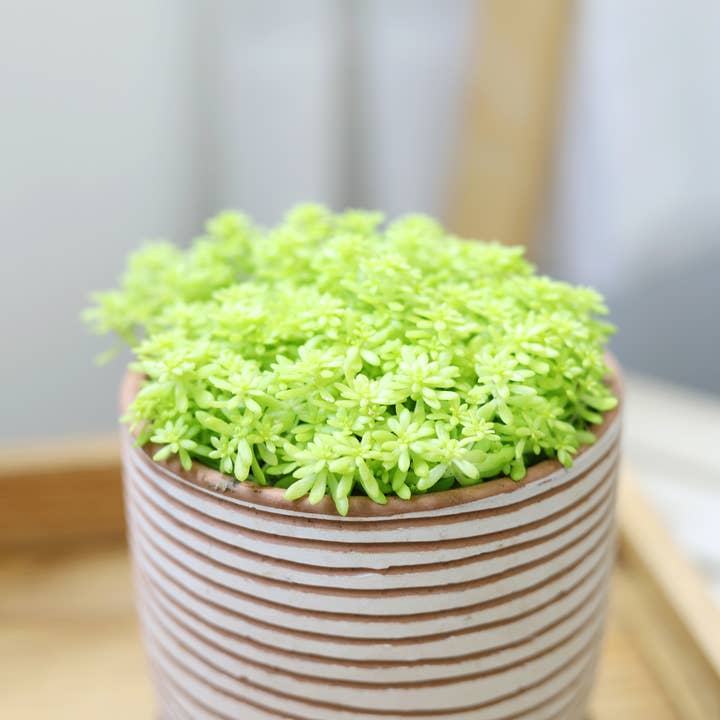 Best Plant Friend - Wholesale Succulent - Sedum Golden Moss - Tokyo Sun Succulents Plant 2/4 inch Pot