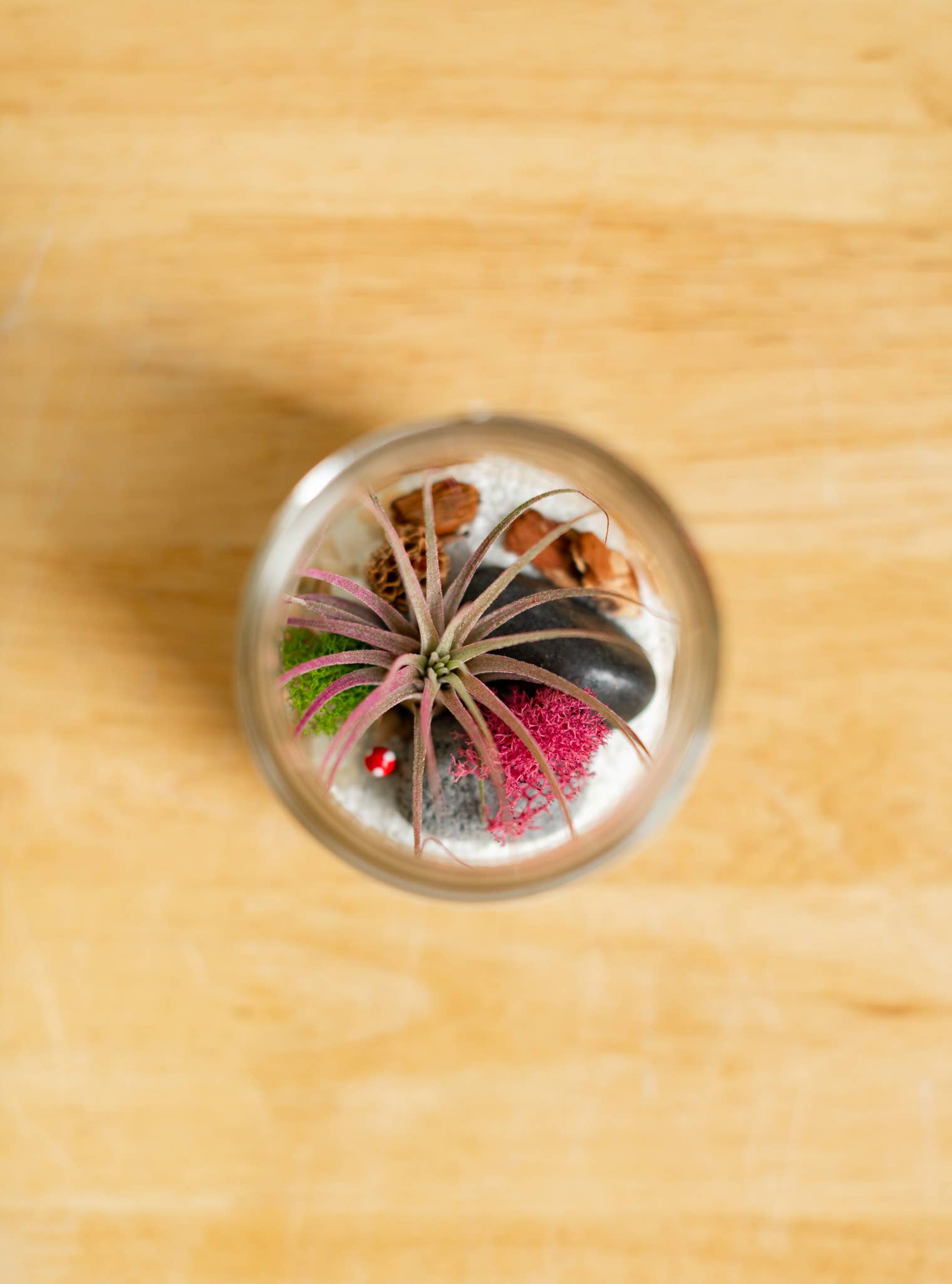 Plant Shop – wholesale DIY craft kit – New* Airplant Terrarium Kit : Jar4