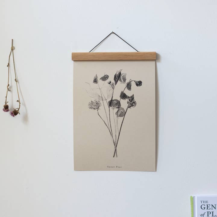 Alicia Breakspear - Wholesale Art Print - Botanical Art Print A5 A4 A3 Sweet Peas Flower Print 7