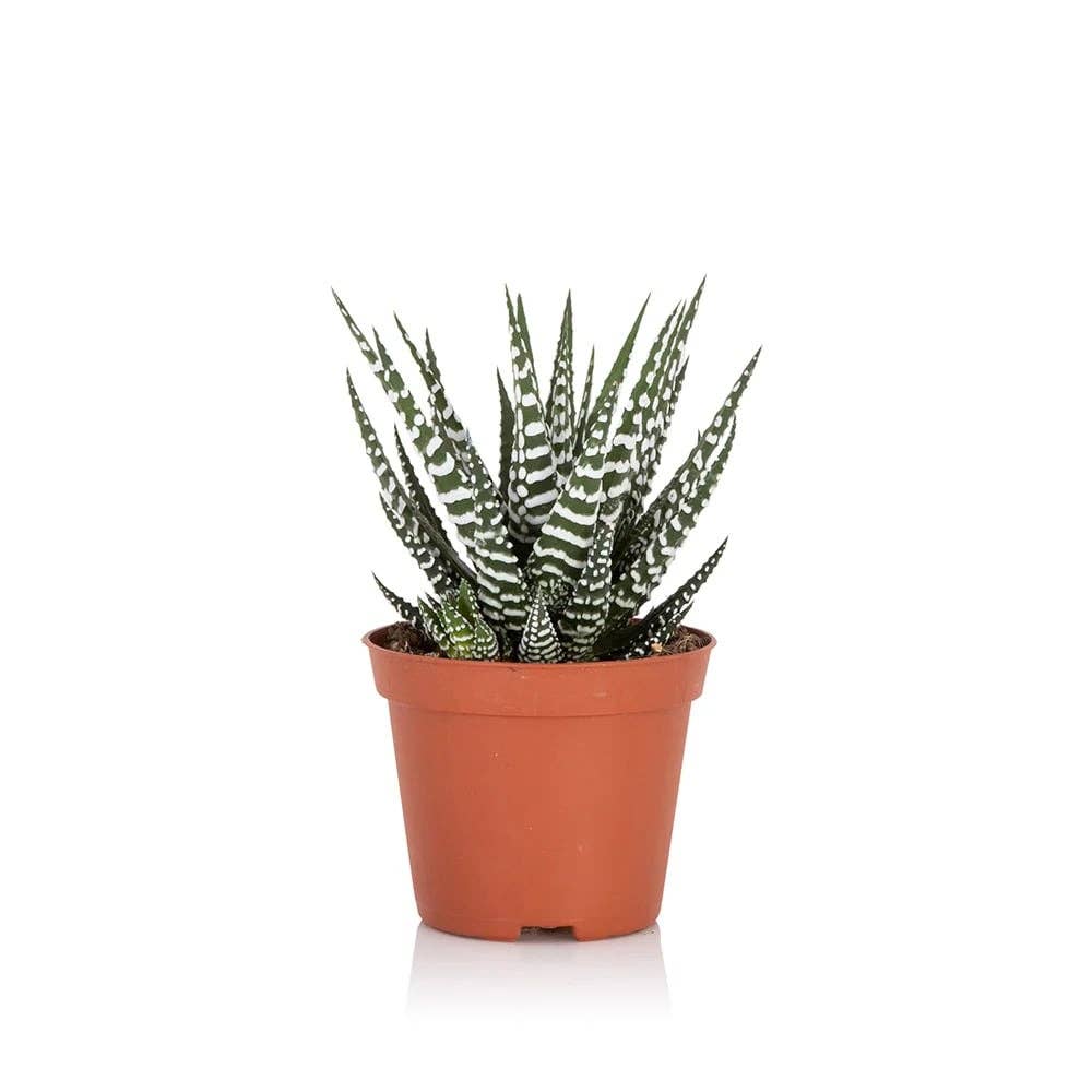 The Little Botanical - Wholesale Live Plant - Haworthia in Ceramic Pot for Indoor Décor16