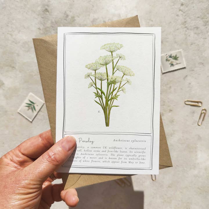 Paper Willow – wholesale Everyday greeting card – Botanical Folded Note Card and Envelope Cow Parsley3