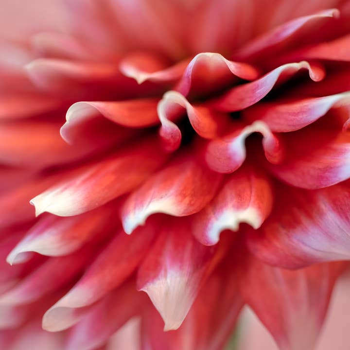Pink Dahlia Petals for wholesale by Erica Joy Photography