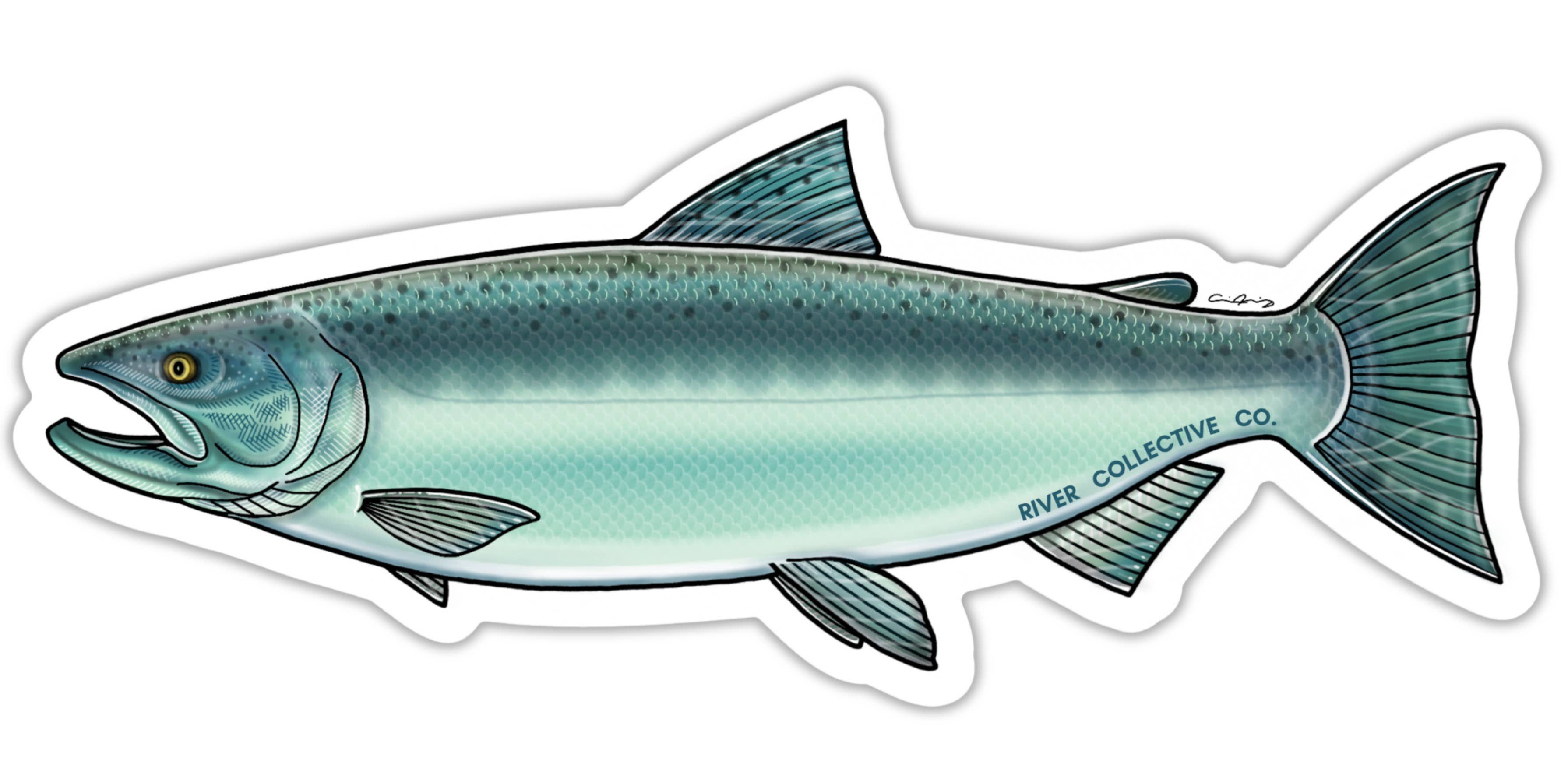 River Collective Co. - Wholesale Sticker - CHINOOK SALMON DECAL (CHROME)