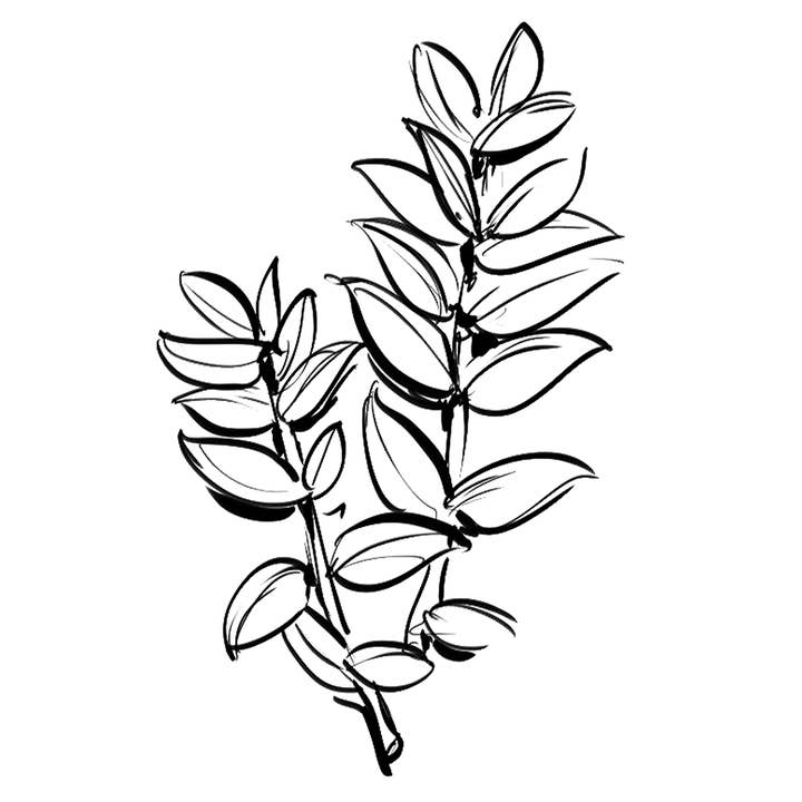 Essences Naturelles Corses - Wholesale Face & Body Mist/Water - Myrtle floral water - Aromatherapy - 100ml3