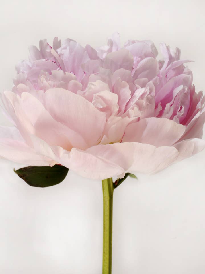 PEONY 00 | NEW for wholesale by Talfoto Studio