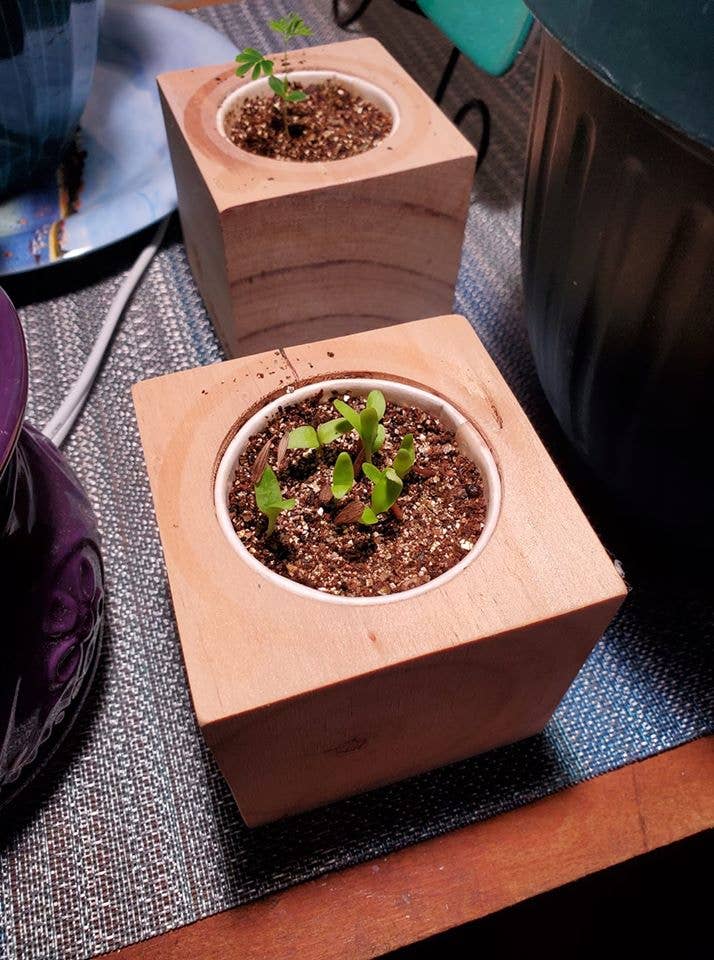 Sprigbox - Wholesale Planter Box - Aloe Vera Grow Kit | Wooden Planter | Succulent Gardening3