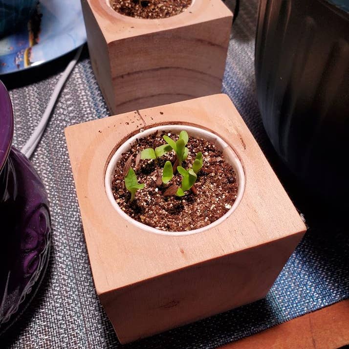 Sprigbox - Wholesale Planter Box - Aloe Vera Grow Kit | Wooden Planter | Succulent Gardening3