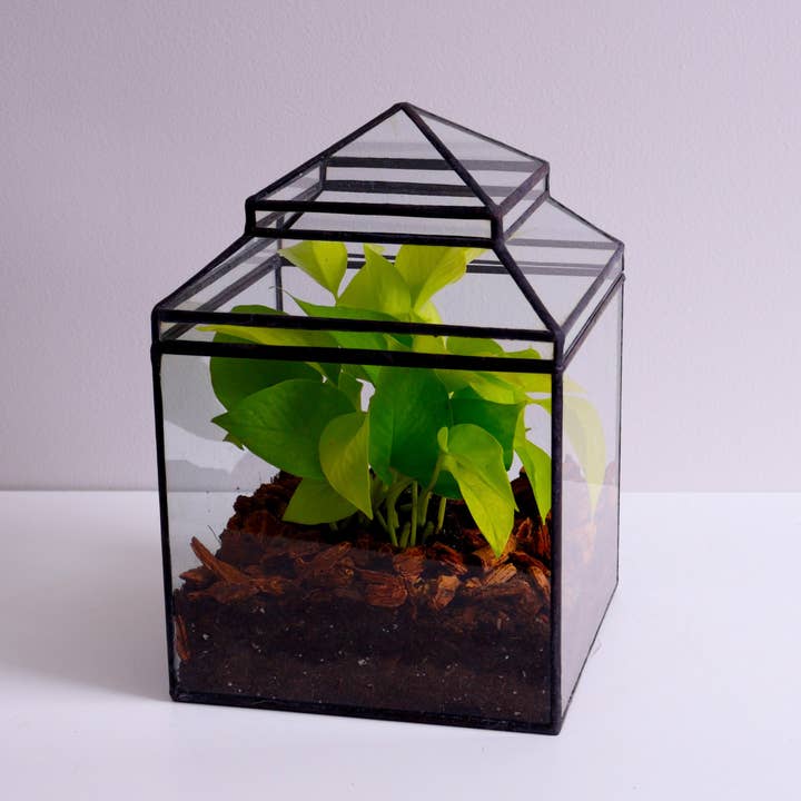 Spencer Terrarium for wholesale by Leadhead Glass