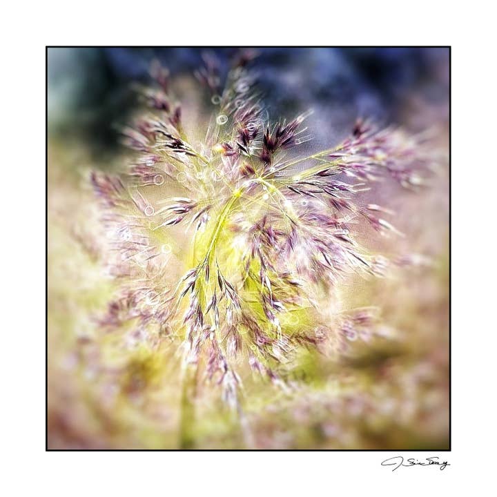 Herbe de plage pour la vente par Signature Image Gallery