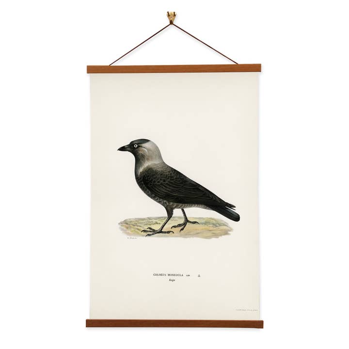 Almindelig ravn (Corvus corax) af von Wright Brothers for engroshandel hos Vintage Banners