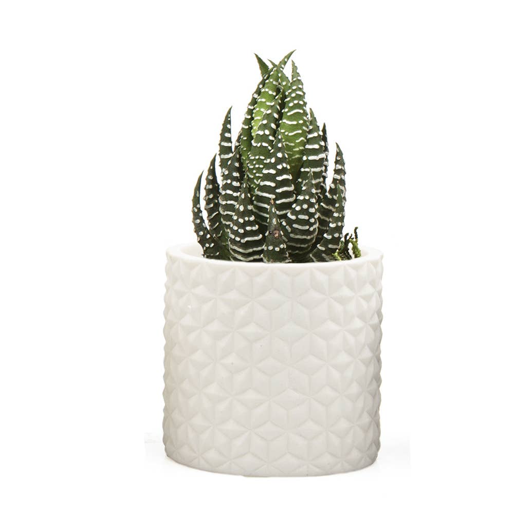 Chive - Wholesale Plant Pot - Stagma Succulent Planter Flower Pot For Indoor Plants SALE8