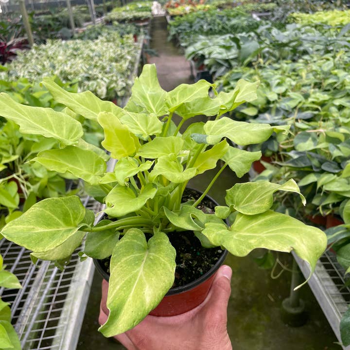 House Plant Wholesale - Wholesale Live Plant - Philodendron 'Xanadu' Variegated - 6" Pot