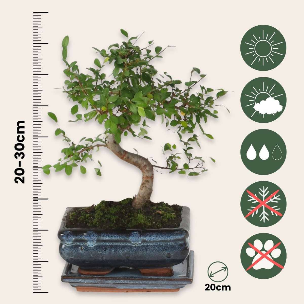 Oasis of Life - Venta al por mayor Plantas naturales - Árbol bonsái – Zelkova Serrata – Altura 20–30 cm – Ø20 cm – Olmo japonés con elegante forma en S – Bonsái de interior auténtico en maceta de cerámica – Fácil de cuidar y decorativo2