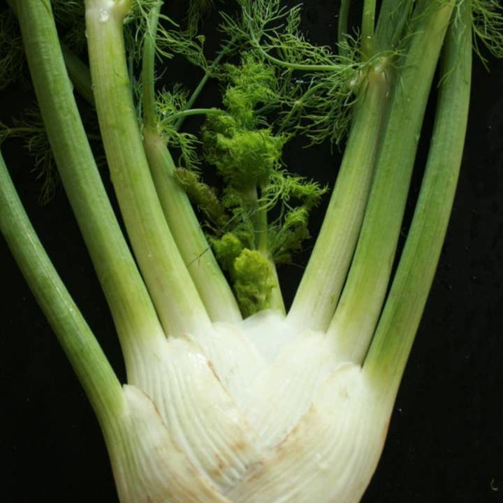 Fennel Seeds - Florence for wholesale by Sow True Seed