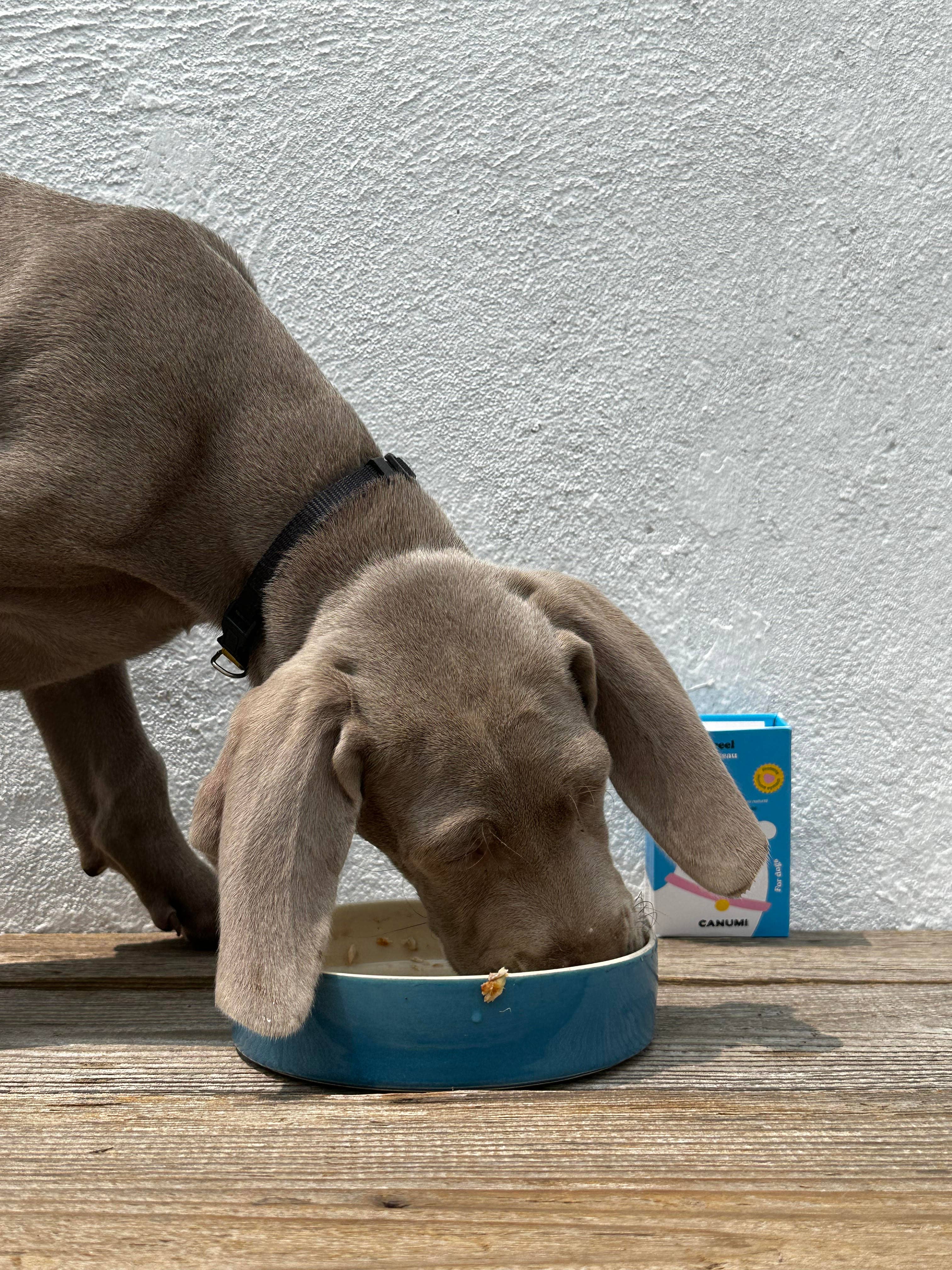 Canumi - Wholesale Pet Food - Dog - Wild Atlantic Coast Mackerel Fillets7
