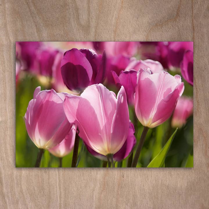 Cartolina Eye0166 Tulipano Tulipano Fiori Primaverili per la vendita all'ingrosso da parte di eye-comm