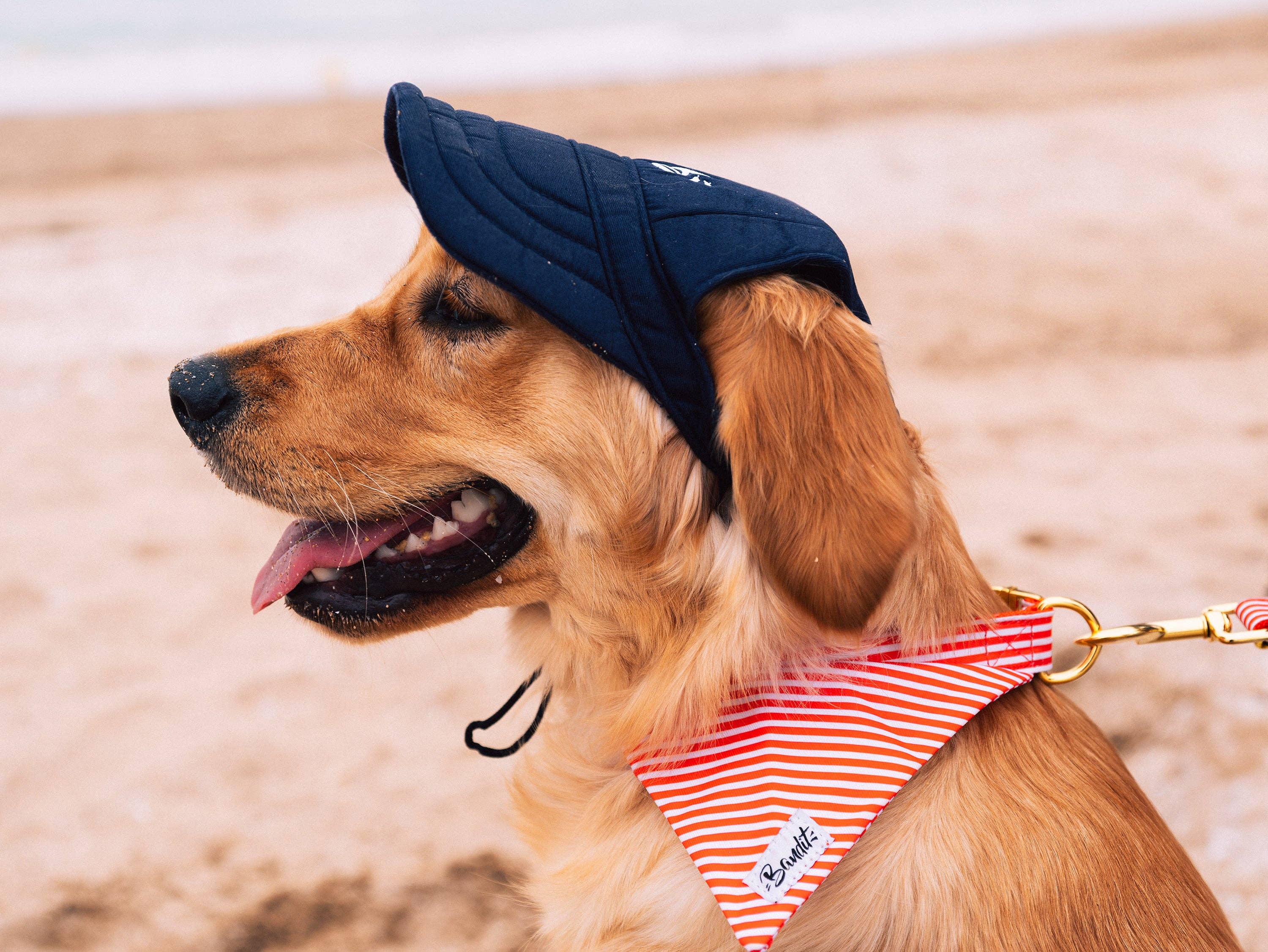 French Bandit – chapéu - Cão por atacado – Boné Bandit para cachorro1