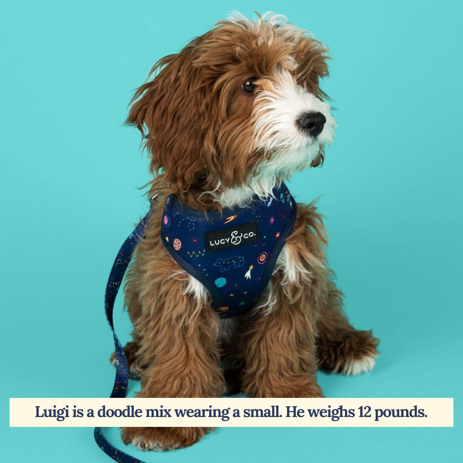 Lucy & Co. - Wholesale Pet Harness - Dog - Space Doodle Reversible Harness1