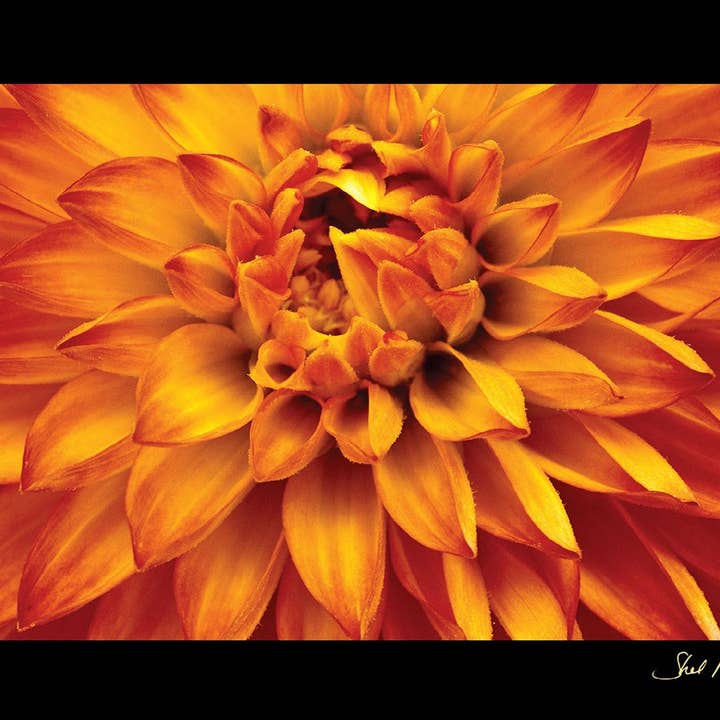 Flitterwochen-Blume, Hornby Island für den Großhandel von WildArt Photography Greeting Cards